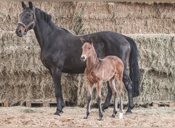 Oldenburg-International (OS), Mare, Foal (03/2026), Brown