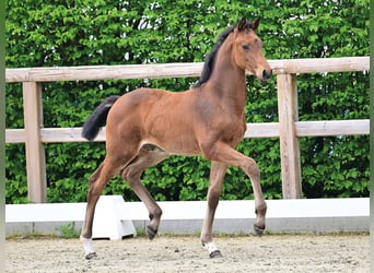 Oldenburg-International (OS), Mare, Foal (03/2026), Brown