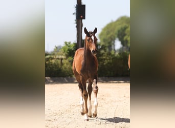 Oldenburg-International (OS), Mare, Foal (04/2025), Brown