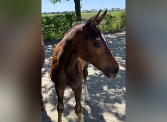 Oldenburg-International (OS), Mare, Foal (04/2025), Brown