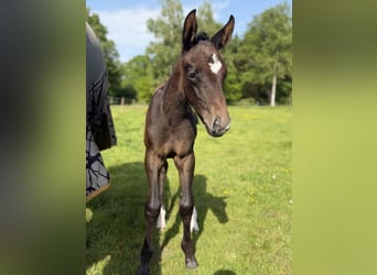 Oldenburg-International (OS), Mare, Foal (05/2026), Can be white