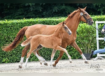 Oldenburg-International (OS), Mare, Foal (04/2025), Chestnut-Red