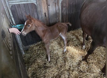Oldenburg-International (OS), Mare, Foal (03/2026), Chestnut-Red