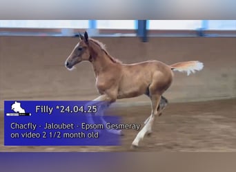 Oldenburg-International (OS), Mare, Foal (04/2025), Chestnut