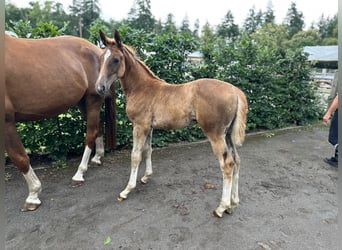 Oldenburg-International (OS), Mare, Foal (04/2025), Chestnut