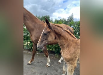 Oldenburg-International (OS), Mare, Foal (04/2025), Chestnut