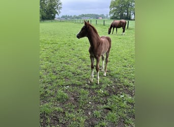 Oldenburg-International (OS), Mare, Foal (01/2026), Chestnut