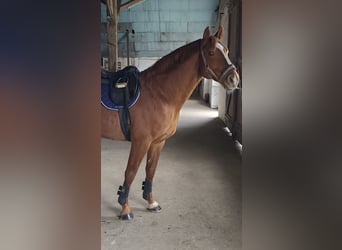Oldenburg-International (OS), Stallion, 11 years, 16,1 hh, Chestnut