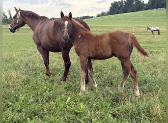 Oldenburg-International (OS), Stallion, 1 year, 16.2 hh, Chestnut-Red