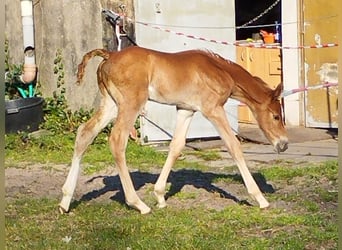 Oldenburg-International (OS), Stallion, 1 year, 16 hh, Chestnut-Red