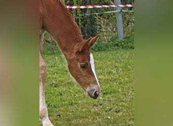 Oldenburg-International (OS), Stallion, 1 year, 16 hh, Chestnut-Red