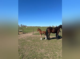 Oldenburg-International (OS), Stallion, 1 year, 16,2 hh, Brown
