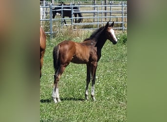 Oldenburg-International (OS), Stallion, 1 year, 16,2 hh, Brown
