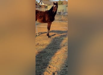 Oldenburg-International (OS), Stallion, 1 year, 17 hh, Brown