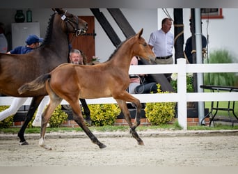 Oldenburg-International (OS), Stallion, 1 year, Bay