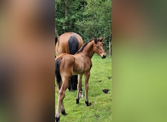 Oldenburg-International (OS), Stallion, 1 year, Brown
