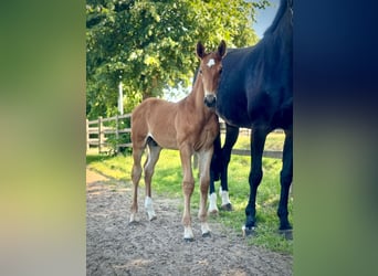 Oldenburg-International (OS), Stallion, 1 year, Brown