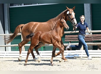 Oldenburg-International (OS), Stallion, 1 year, Brown