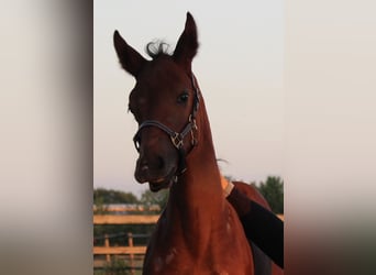 Oldenburg-International (OS), Stallion, 1 year, Brown