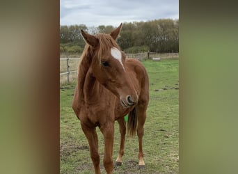Oldenburg-International (OS), Stallion, 1 year, Chestnut-Red