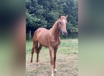 Oldenburg-International (OS), Stallion, 1 year, Chestnut-Red