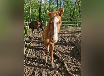 Oldenburg-International (OS), Stallion, 1 year, Chestnut-Red