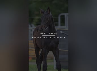 Oldenburg-International (OS), Stallion, 1 year, Grey-Dapple