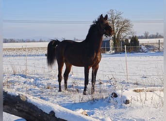 Oldenburg-International (OS), Stallion, 2 years, 15.2 hh, Bay-Dark