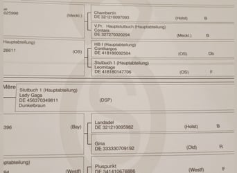 Oldenburg-International (OS), Stallion, 2 years, 15.2 hh, Bay-Dark