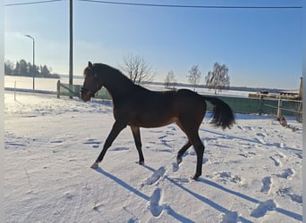 Oldenburg-International (OS), Stallion, 2 years, 15.2 hh, Bay-Dark