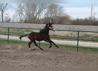 Oldenburg-International (OS), Stallion, 2 years, 15,1 hh, Brown