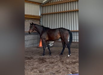 Oldenburg-International (OS), Stallion, 2 years, 16.2 hh, Brown