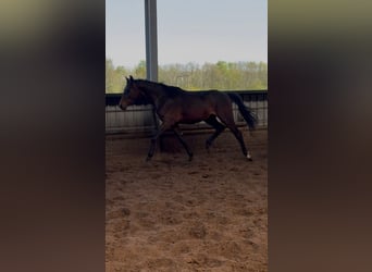 Oldenburg-International (OS), Stallion, 2 years, 16.2 hh, Brown