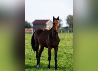 Oldenburg-International (OS), Stallion, 2 years, 16.2 hh, Brown
