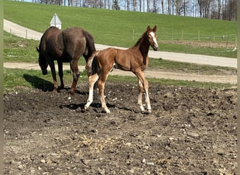 Oldenburg-International (OS), Stallion, 2 years, 16.2 hh, Chestnut-Red