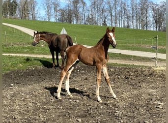 Oldenburg-International (OS), Stallion, 2 years, 16.2 hh, Chestnut-Red