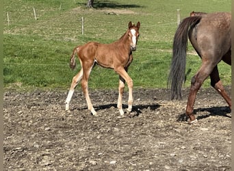 Oldenburg-International (OS), Stallion, 2 years, 16.2 hh, Chestnut-Red
