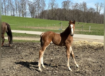 Oldenburg-International (OS), Stallion, 2 years, 16.2 hh, Chestnut-Red