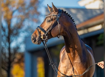 Oldenburg-International (OS), Stallion, 2 years, 16,2 hh, Bay-Dark