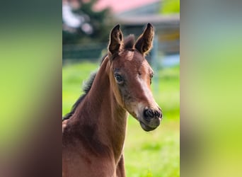 Oldenburg-International (OS), Stallion, 2 years, 16,2 hh, Brown