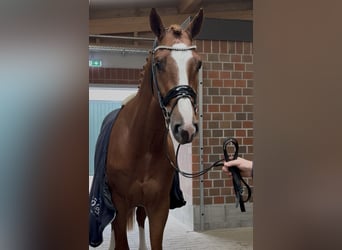 Oldenburg-International (OS), Stallion, 2 years, 16,2 hh, Chestnut