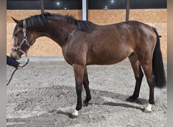 Oldenburg-International (OS), Stallion, 2 years, 17 hh, Brown