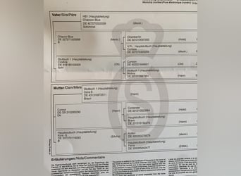 Oldenburg-International (OS), Stallion, 2 years, Brown