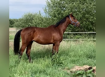Oldenburg-International (OS), Stallion, 2 years, Brown