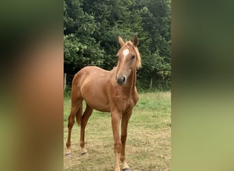 Oldenburg-International (OS), Stallion, 2 years, Chestnut-Red
