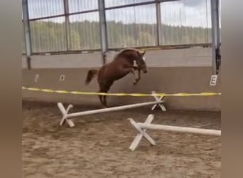 Oldenburg-International (OS), Stallion, 2 years, Chestnut-Red