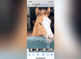 Oldenburg-International (OS), Stallion, 2 years, Chestnut-Red