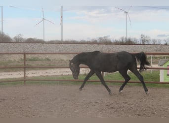 Oldenburg-International (OS), Stallion, 3 years, 15,2 hh, Can be white