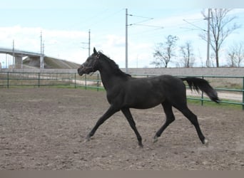 Oldenburg-International (OS), Stallion, 3 years, 15,2 hh, Can be white