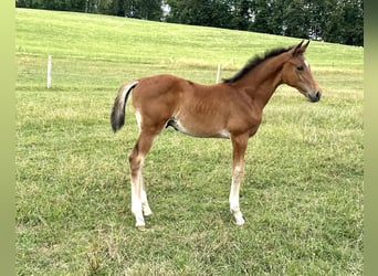 Oldenburg-International (OS), Stallion, 3 years, 16.1 hh, Brown